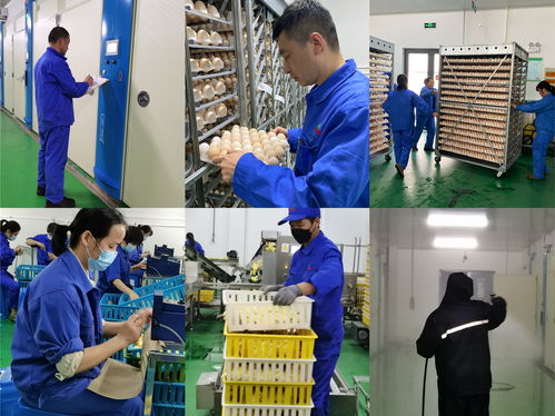 百億愿景，百年京海——致敬新征途上的創業人，記孵化分公司祖代孵化廠愛崗敬業群體